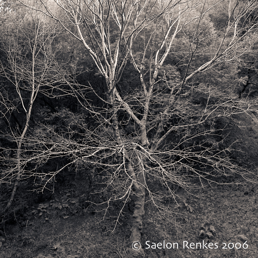 Leafless Maple